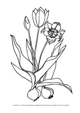 Ausmalbild-Tulpe-3.pdf